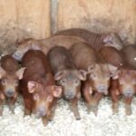 Group of Red Wattle piglets