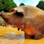 Red Wattle Hog taking a dip