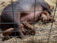 Registered Red Wattle Piglets