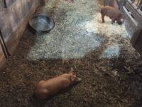 Red Wattle Feeder Pigs
