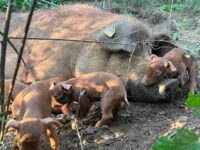 Red Wattle piglets for sale